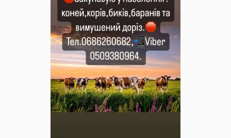 Закупка ВРХ - фото № 2