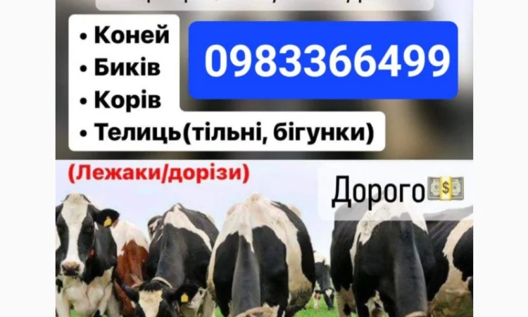 Корови коні на тримання - фото № 1