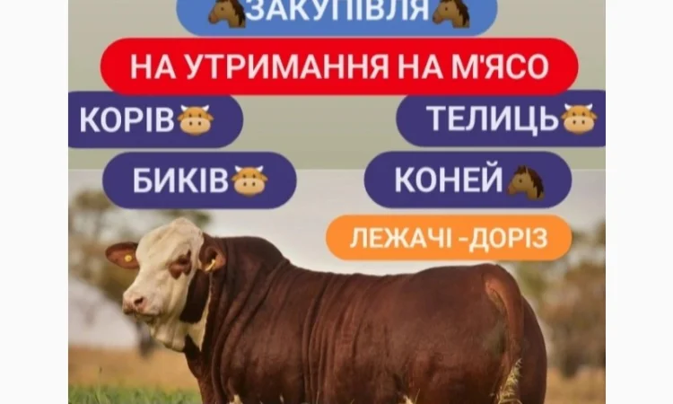 Куплю ВРХ - фото № 1