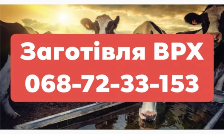 Купую ВРХ (Хмільник, Літин, Жмеринка, Бар, Шаргород, Тиврів, Шпиків) - фото № 1