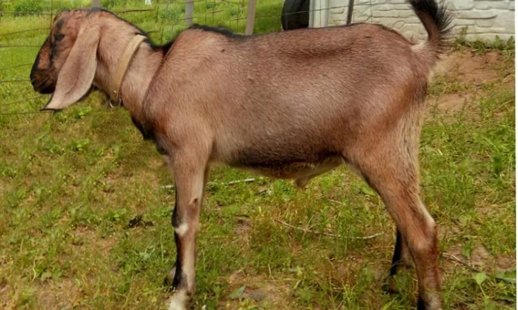 Козлята Зааненские: козочки и козлики. Козёл племенной. Коза - фото № 7