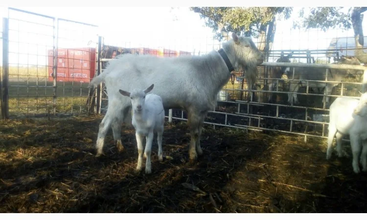 Козлята Зааненские: козочки и козлики. Козёл племенной. Коза - фото № 1