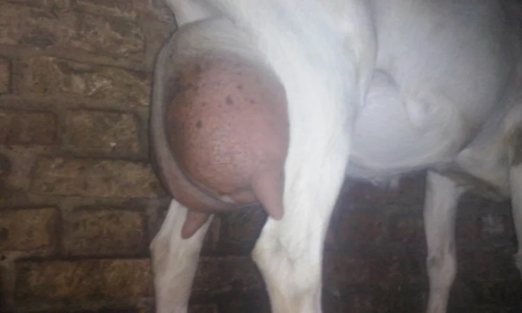 Козлята Зааненские: козочки и козлики. Козёл племенной. Коза - фото № 2