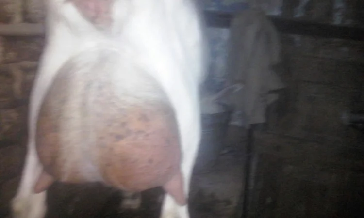 Козлята Зааненские: козочки и козлики. Козёл племенной. Коза - фото № 4