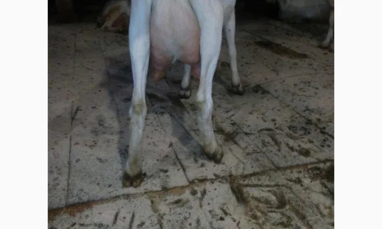 Козлята Зааненские: козочки и козлики. Козёл племенной. Коза - фото № 5