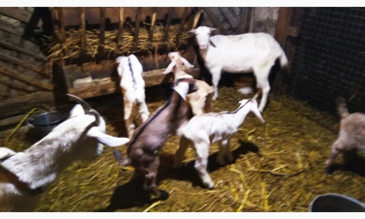 Козлята Зааненские: козочки и козлики. Козёл племенной. Коза - фото № 6