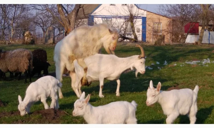 Козёл взрослый рабочий племенной: паровка, случка. Козлята зааненские, ламанча - фото № 1
