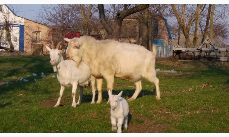 Козёл взрослый рабочий племенной: паровка, случка. Козлята зааненские, ламанча - фото № 2