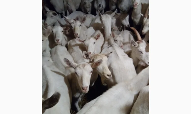 Козёл взрослый рабочий племенной: паровка, случка. Козлята зааненские, ламанча - фото № 3