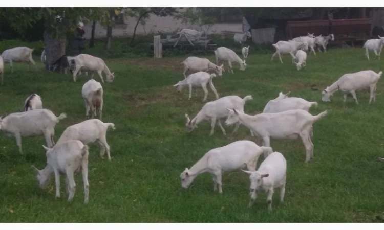 Козёл взрослый рабочий племенной: паровка, случка. Козлята зааненские, ламанча - фото № 5