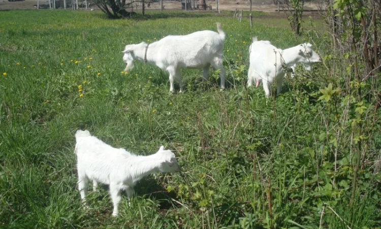 Козёл взрослый рабочий племенной: паровка, случка. Козлята зааненские, ламанча - фото № 7