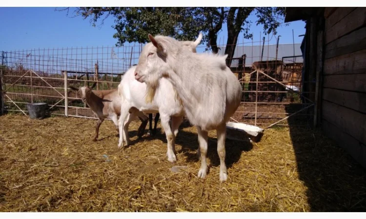 Козёл взрослый рабочий племенной: паровка, случка. Козлята зааненские, ламанча - фото № 4
