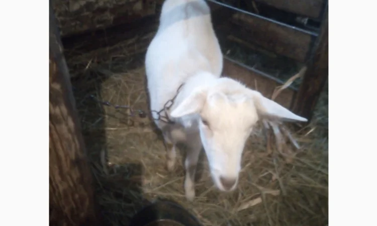 Кізочка.від %Нубійкі, що на фото.Кітна три місяці - фото № 1