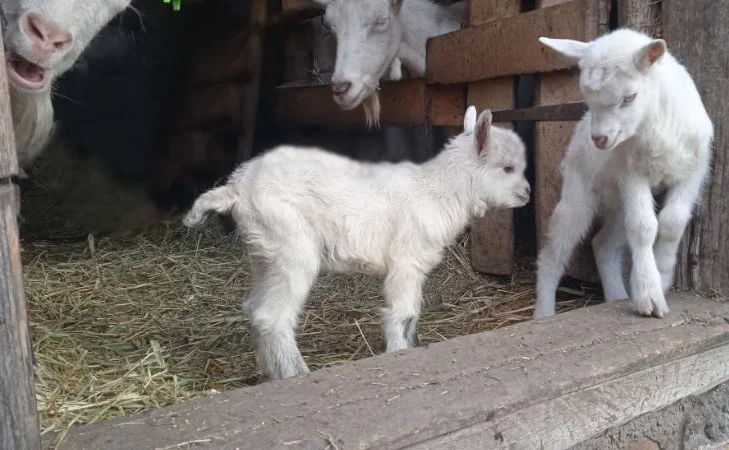 Зааненські кози, племінний козел - фото № 4