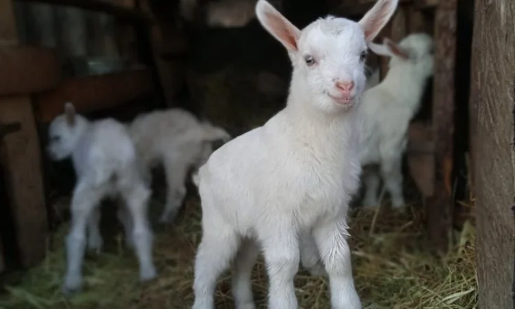 Зааненські кози, племінний козел - фото № 6