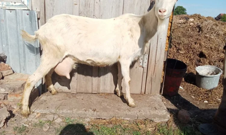 Зааненські кози, племінний козел - фото № 1