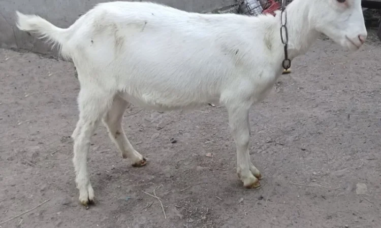 Зааненські кози, племінний козел - фото № 2