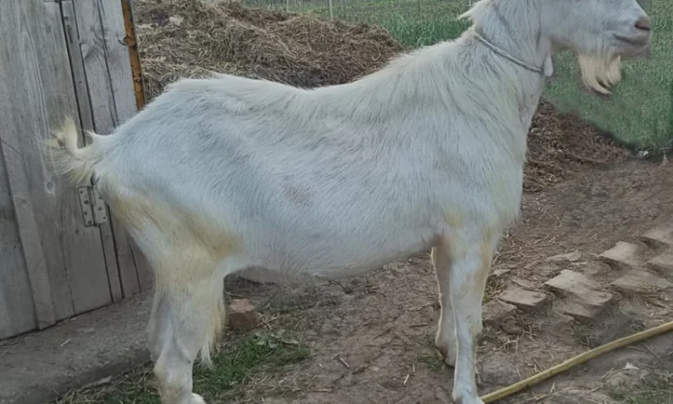 Зааненські кози, племінний козел - фото № 3