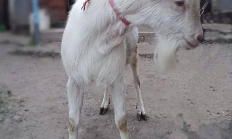 Зааненські кози, племінний козел - фото № 5
