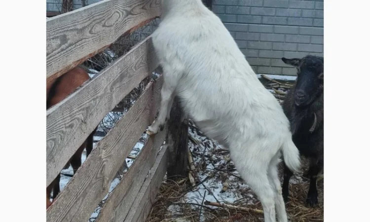 Продаються молоді зааненські кози - фото № 2