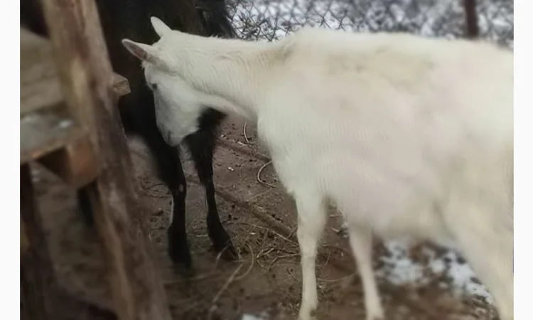 Продаються молоді зааненські кози - фото № 3