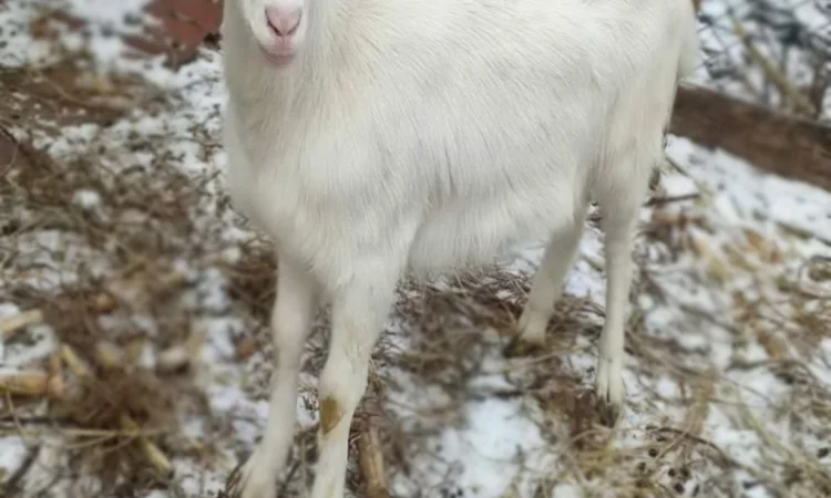 Продаються молоді зааненські кози - фото № 4