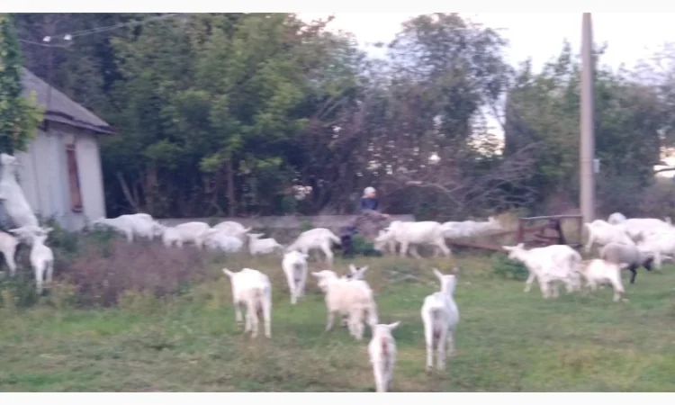 Продаються молоді зааненські кози - фото № 1