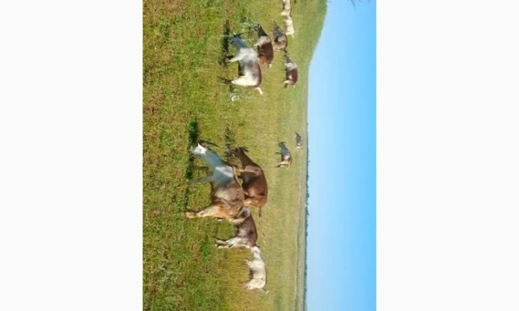 Продаються кози та козли звичайної породи - фото № 1