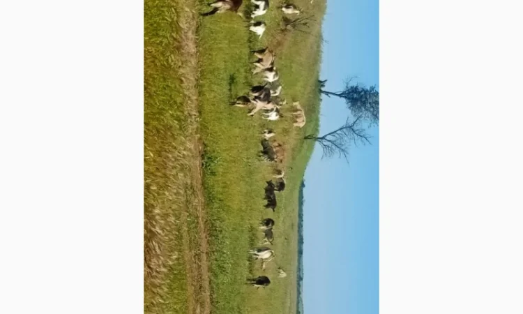 Продаються кози та козли звичайної породи - фото № 3