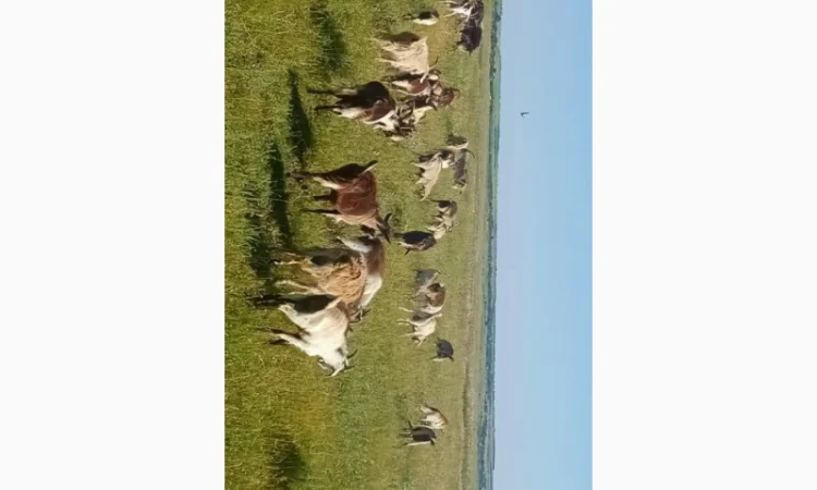 Продаються кози та козли звичайної породи - фото № 4