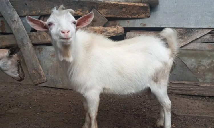 Продаются козы и козлята зааненской породы - фото № 1