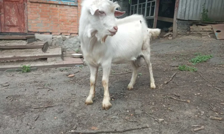 Продаются козы и козлята зааненской породы - фото № 2