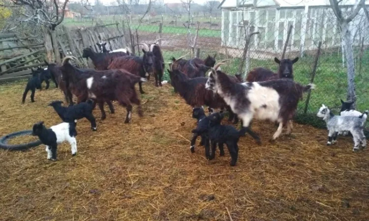 Продам кози, козенята - фото № 1