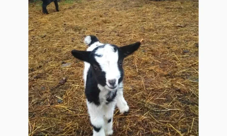 Продам кози, козенята - фото № 2