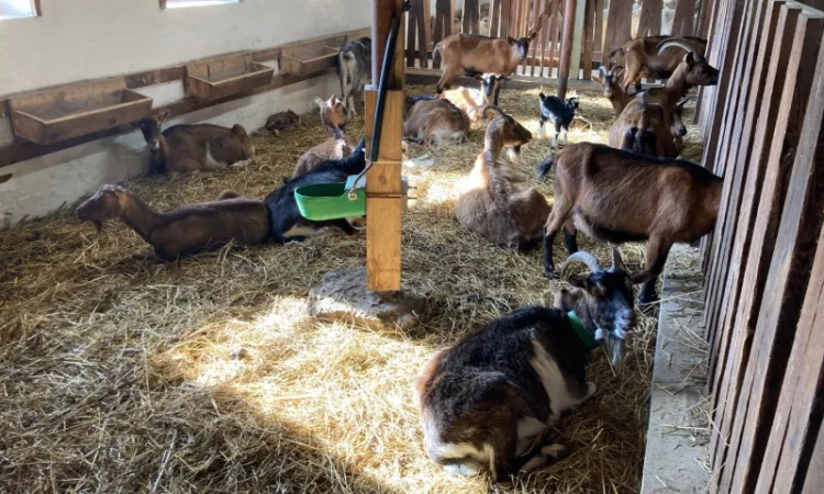 Продам кози, козенята - фото № 1