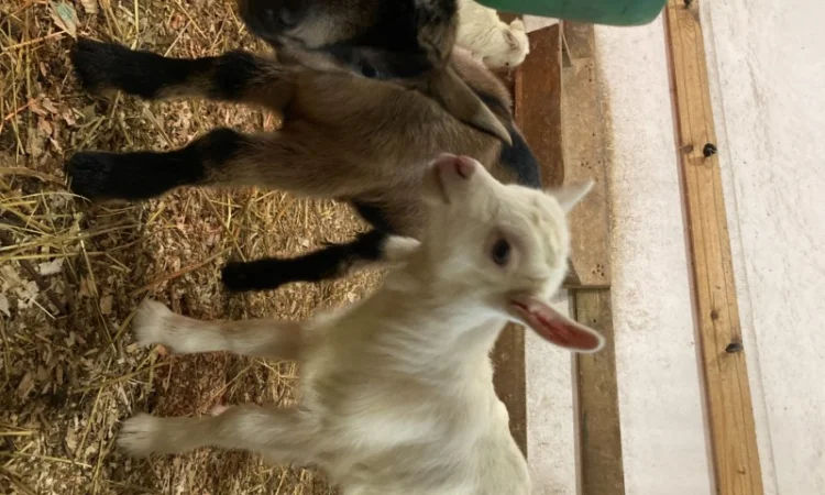 Продам кози, козенята - фото № 2