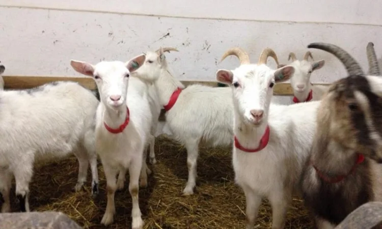Продаются козы и козлята разных пород - фото № 1