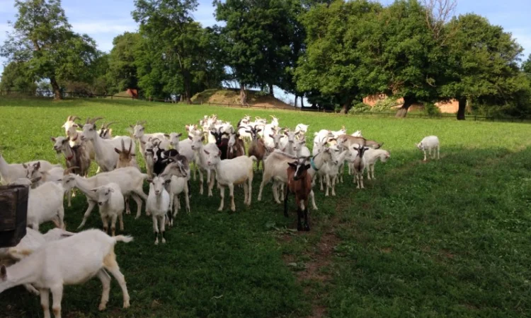 Продаются козы и козлята разных пород - фото № 2