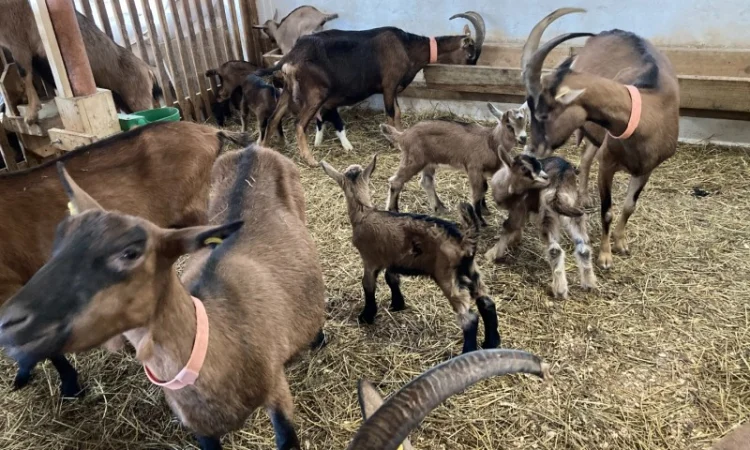 Продаются козы и козлята разных пород - фото № 3