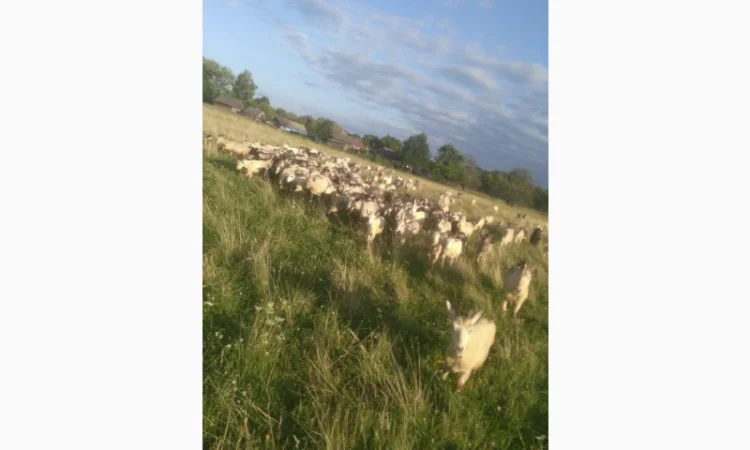 Продаються кози та козли з документами - фото № 1