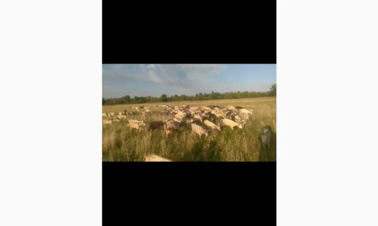 Продаються кози та козли з документами - фото № 2