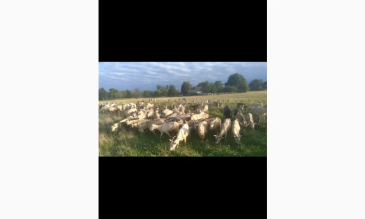 Продаються кози та козли з документами - фото № 3