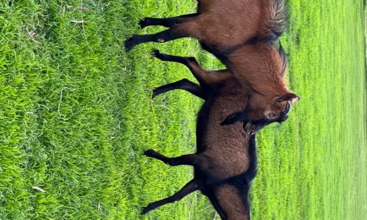 Продается племенной козлик от высокоудойной Альпийской породы - фото № 1