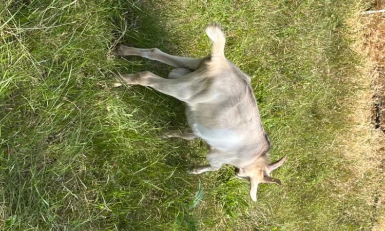 Продается племенной козлик от высокоудойной Альпийской породы - фото № 3