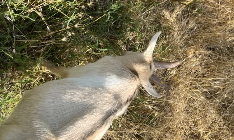 Продается племенной козлик от высокоудойной Альпийской породы - фото № 4