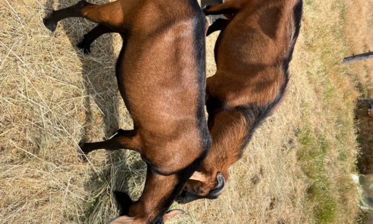 Продается чистокровный козлик Альпийской породы с отличными характеристиками - фото № 1