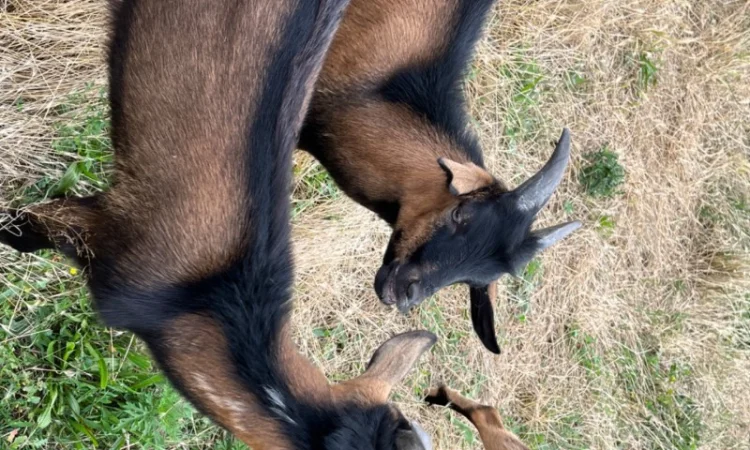 Продается чистокровный козлик Альпийской породы с отличными характеристиками - фото № 2