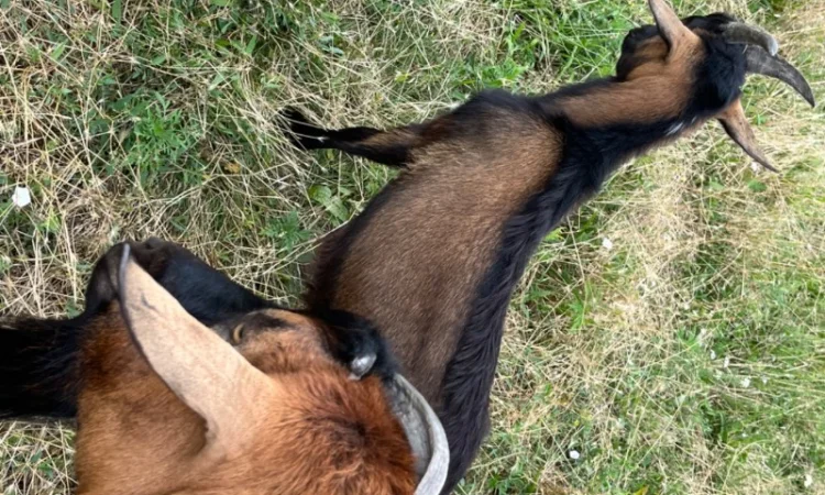 Продается чистокровный козлик Альпийской породы с отличными характеристиками - фото № 3