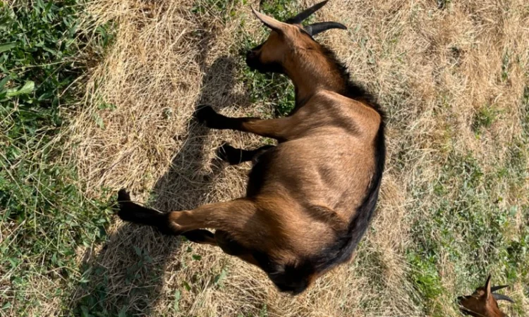 Продается чистокровный козлик Альпийской породы с отличными характеристиками - фото № 4
