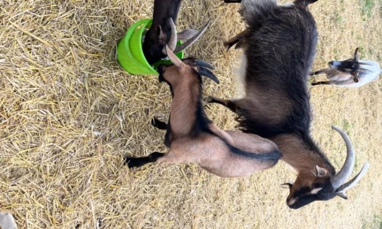 Продаются козочки Альпийской породы - фото № 4